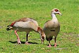 Egyptian Goose